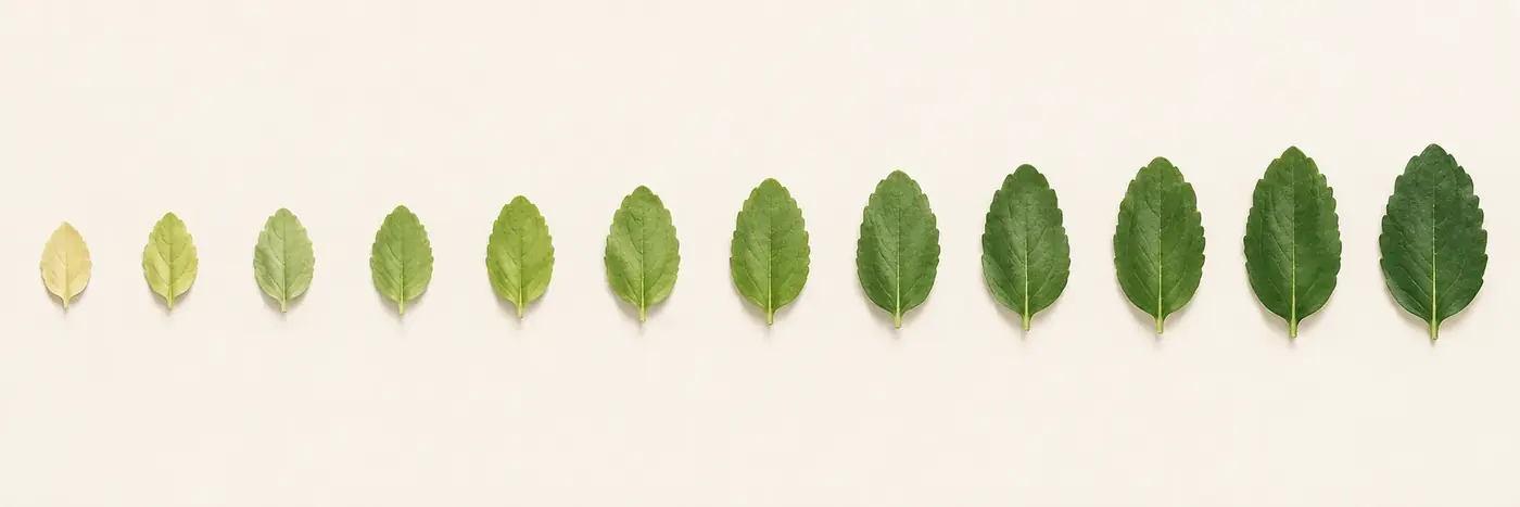 Twelve leaves, one for each week, growing larger and greener